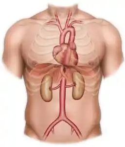L’aorte ascendante